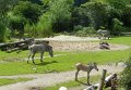 57 - Die unterschiedlichen Tiere leben in einem sehr grossen Areal